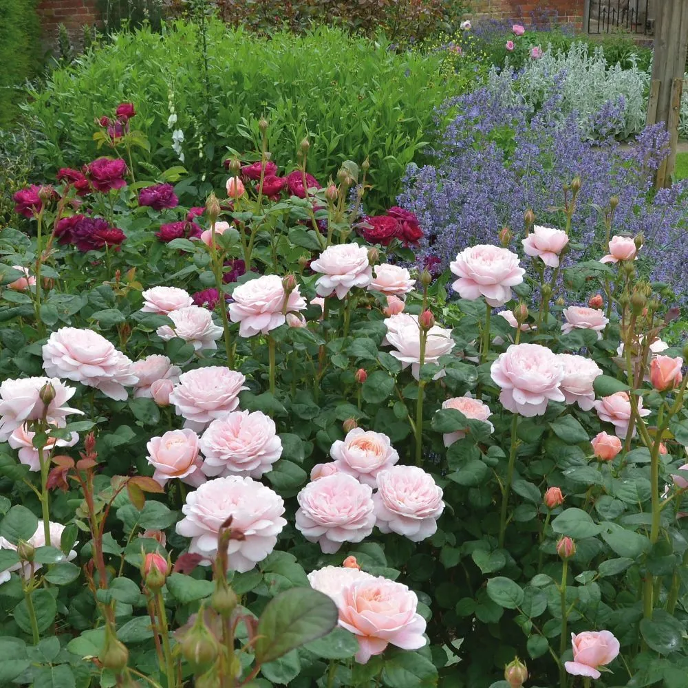 David Austin 'Queen of Sweden' Pink English Rose 6Ltr Pot
